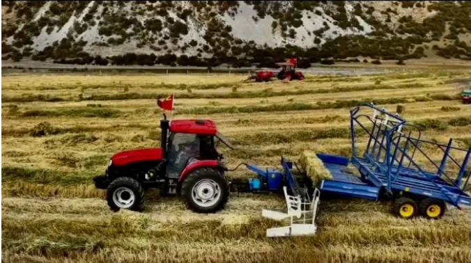 德格县万亩饲草基地喜迎丰收 牦牛越冬度春有保障